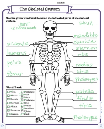 skeletal system notes